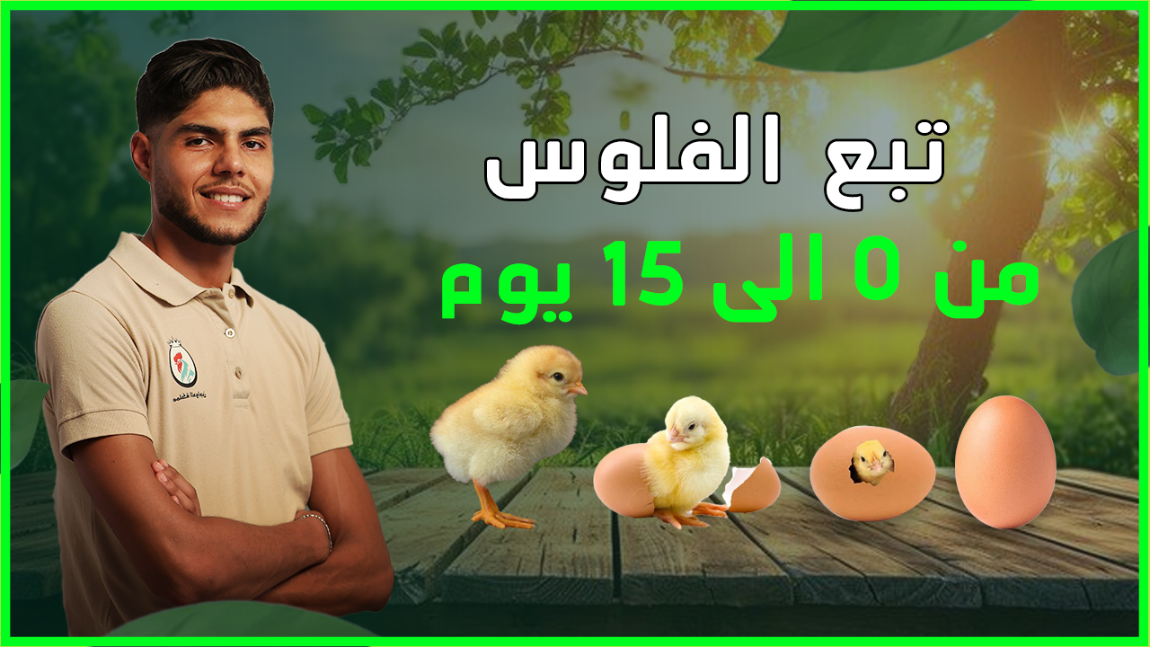 تربية الفلوس من نهار التفقيس حتى عمر33 يوم القسم الأول